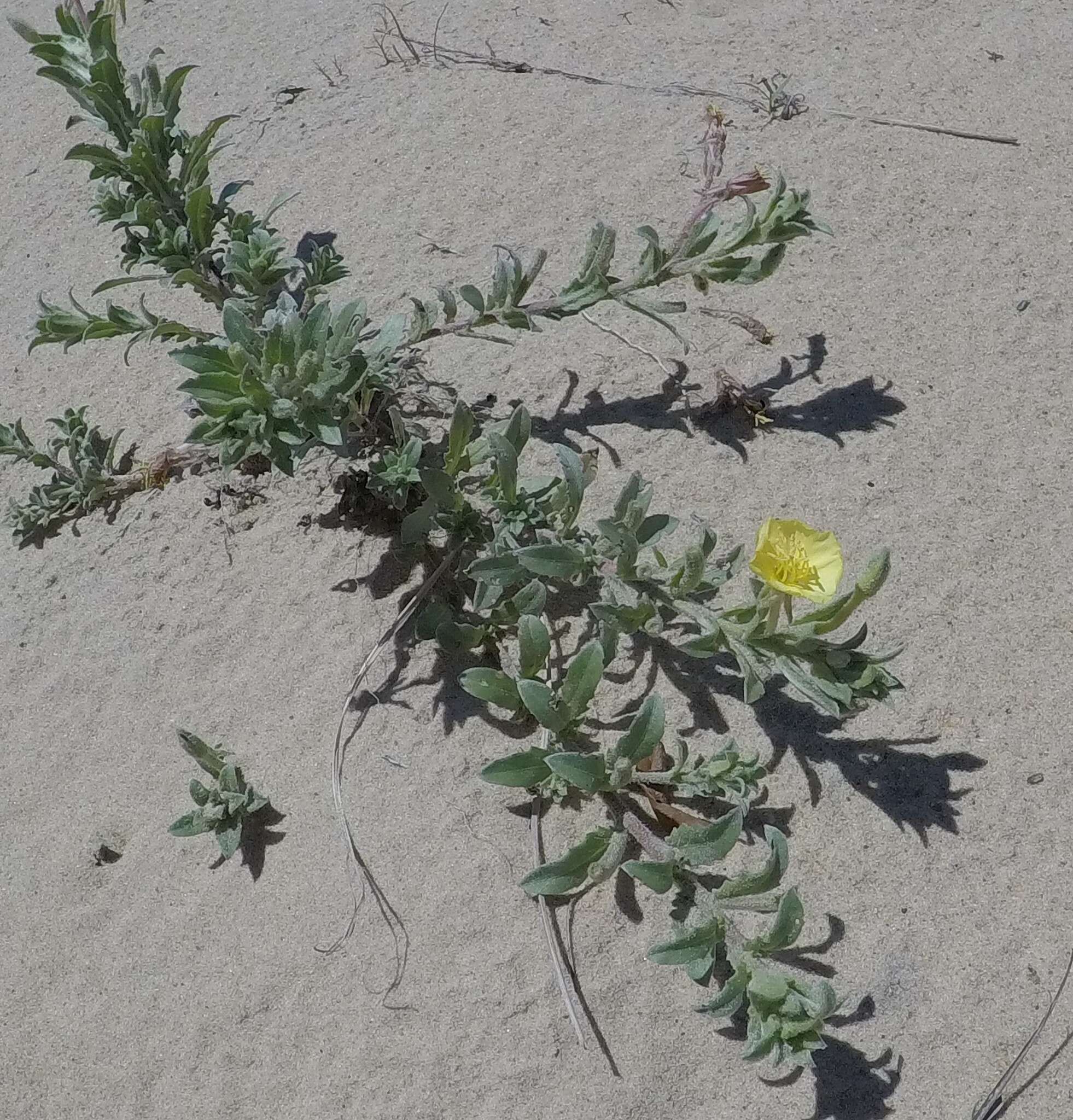 Oenothera humifusa Nutt. resmi