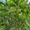 Imagem de Alstonia spectabilis R. Br.