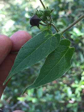 Image of Matelea tezcatlipocantha