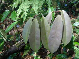 Image of Stauntonia obovatifoliola Hayata