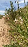 Oenothera hispida (Benth.) W. L. Wagner, Hoch & Zarucchi resmi