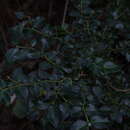 Image of Damnacanthus indicus var. indicus