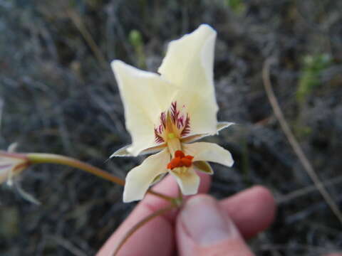 Image of Pelargonium articulatum (Cav.) Willd.