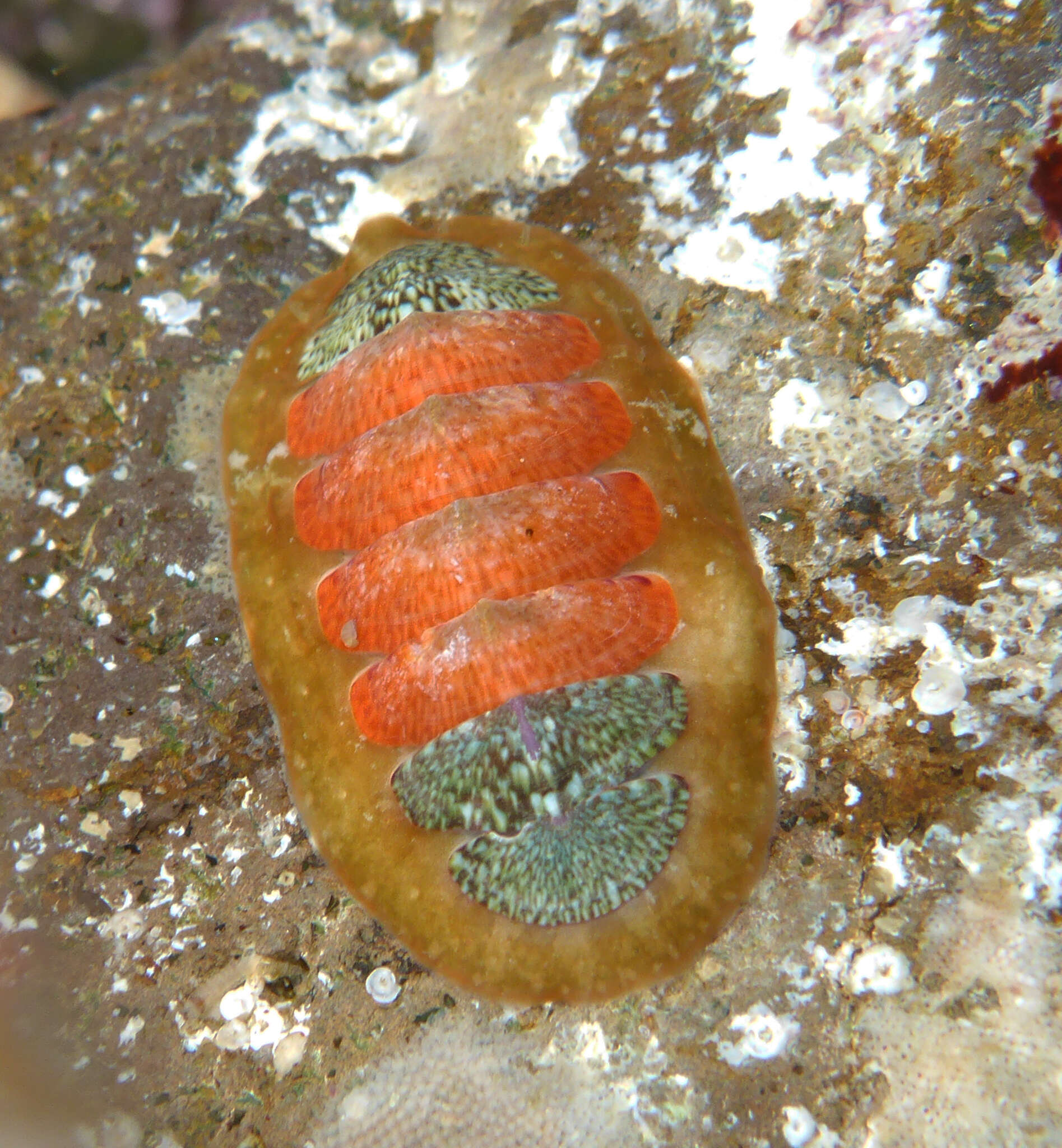 Imagem de Dendrochiton Berry 1911