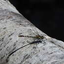 Image of Neogomphus edenticulatus Carle & Cook 1984