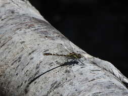 Imagem de Neogomphus edenticulatus Carle & Cook 1984