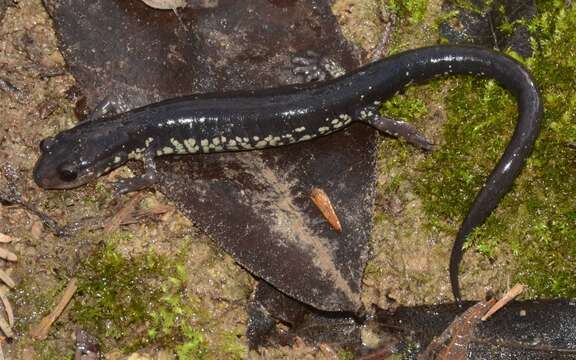 Image of Western Slimy Salamander