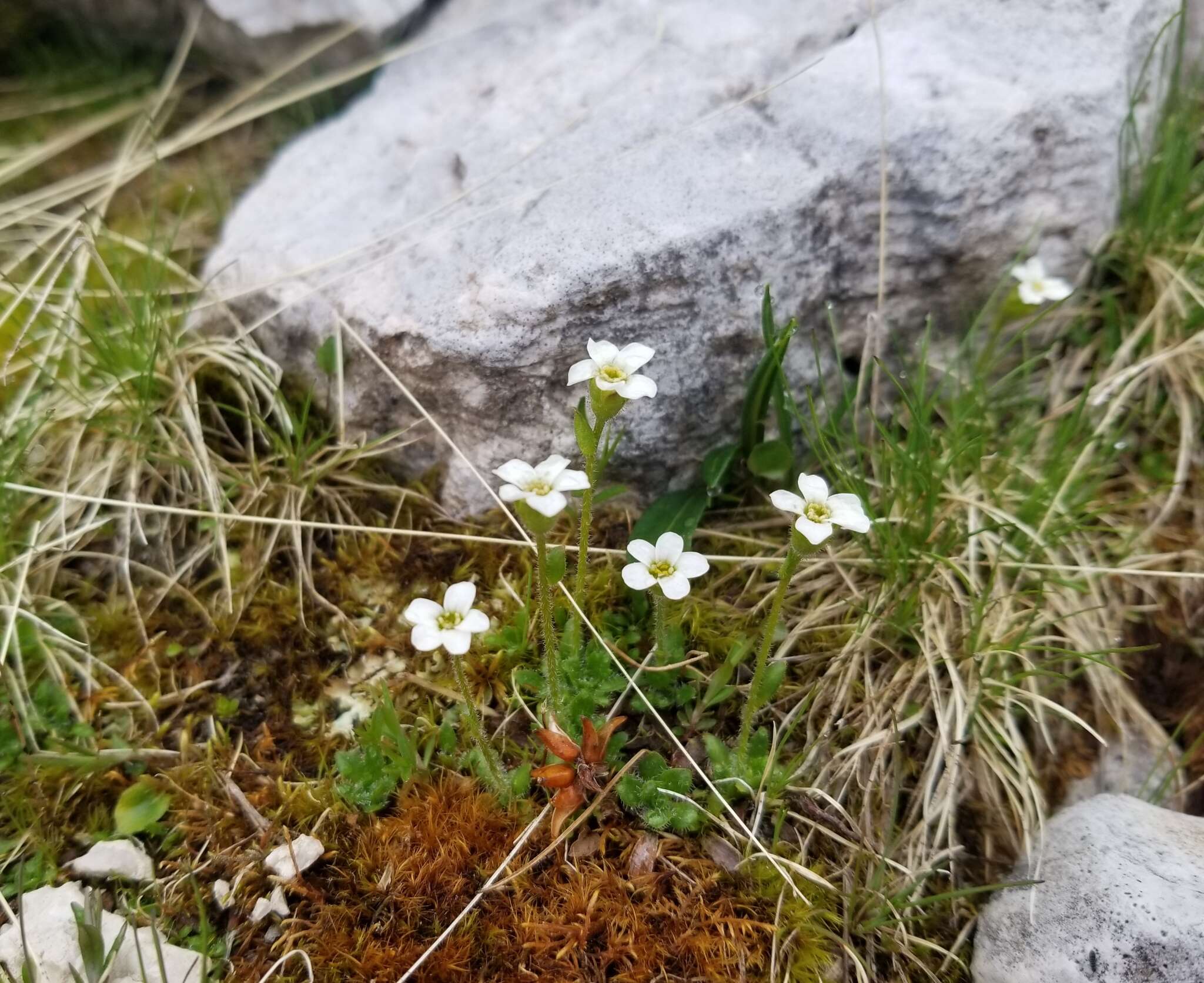 Sivun Saxifraga androsacea L. kuva