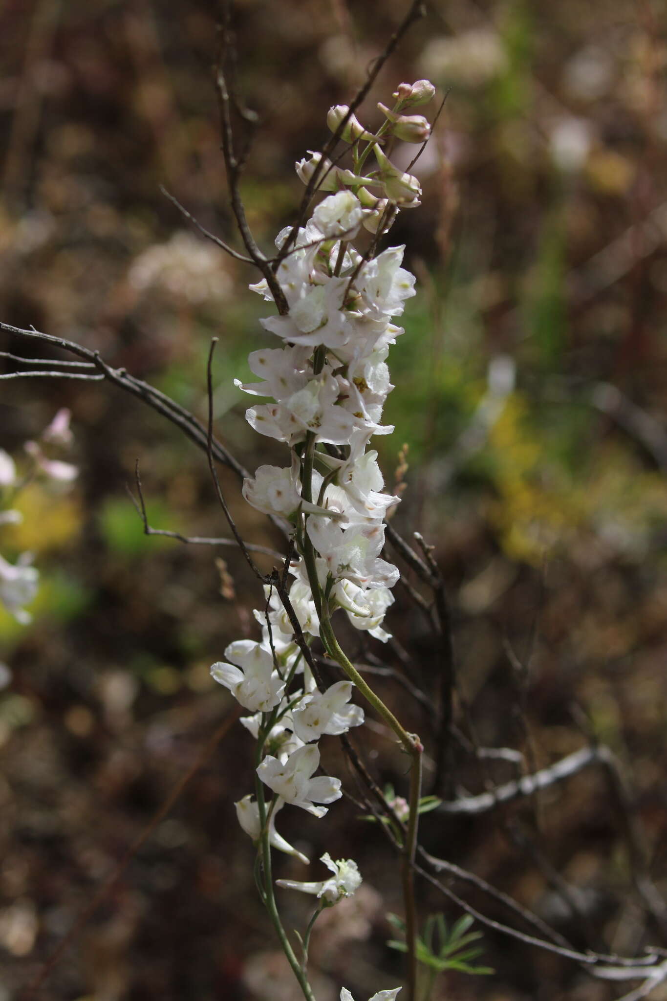 Image of foothill larkspur