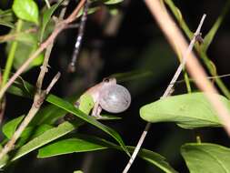 Image of <i>Raorchestes sanctisilvaticus</i>