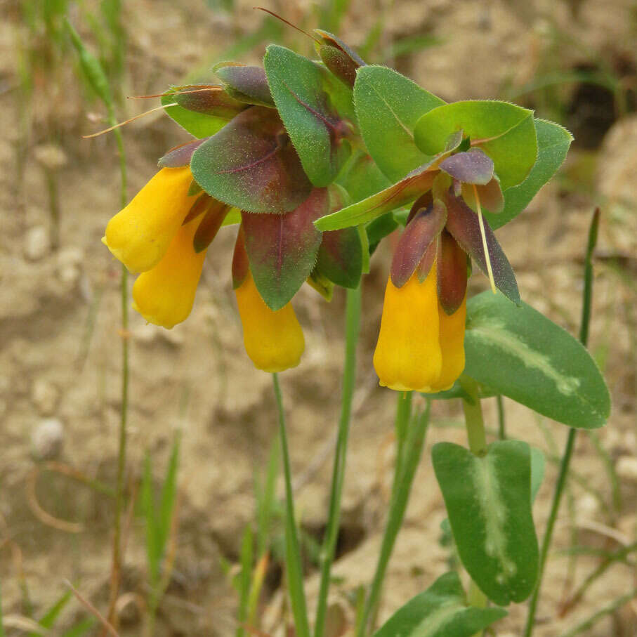 Cerinthe major L. resmi