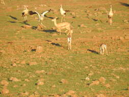 Image of Mountain Gazelle