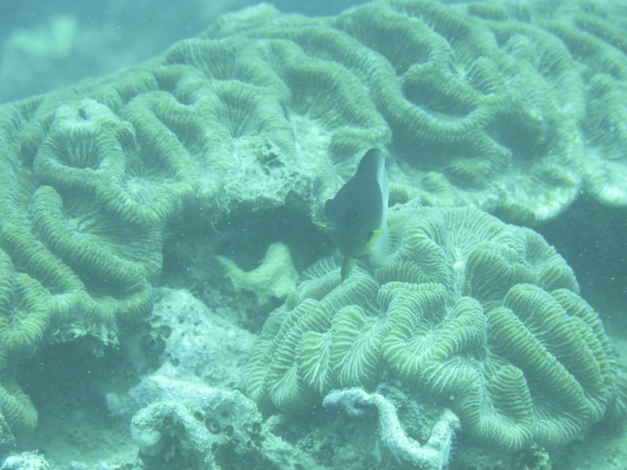 Image of Bicolor Damselfish