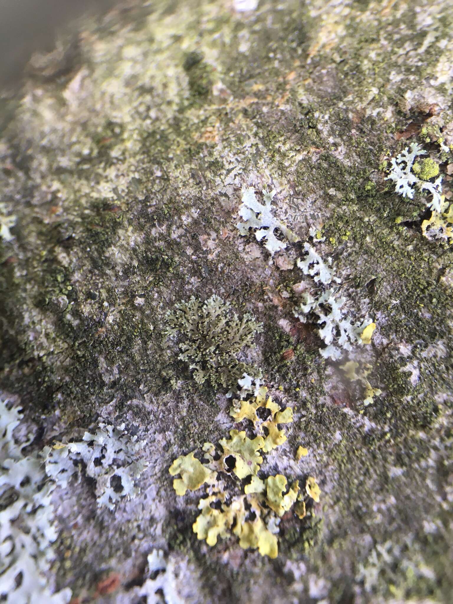 Image of wreath lichen