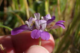 صورة Collinsia concolor Greene.