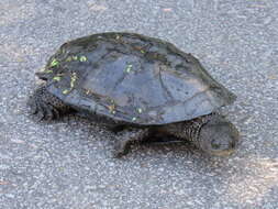 Image of Black Spine-necked Swamp Turtle
