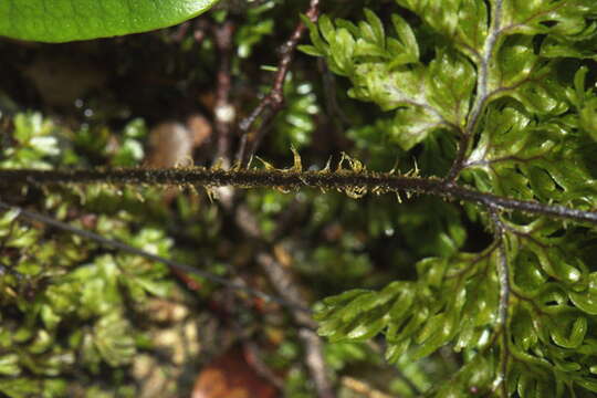 صورة Hymenophyllum scabrum A. Rich.