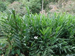 Imagem de Hedychium coronarium J. Koenig