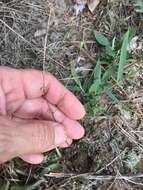 Image of Nuttall's lobelia