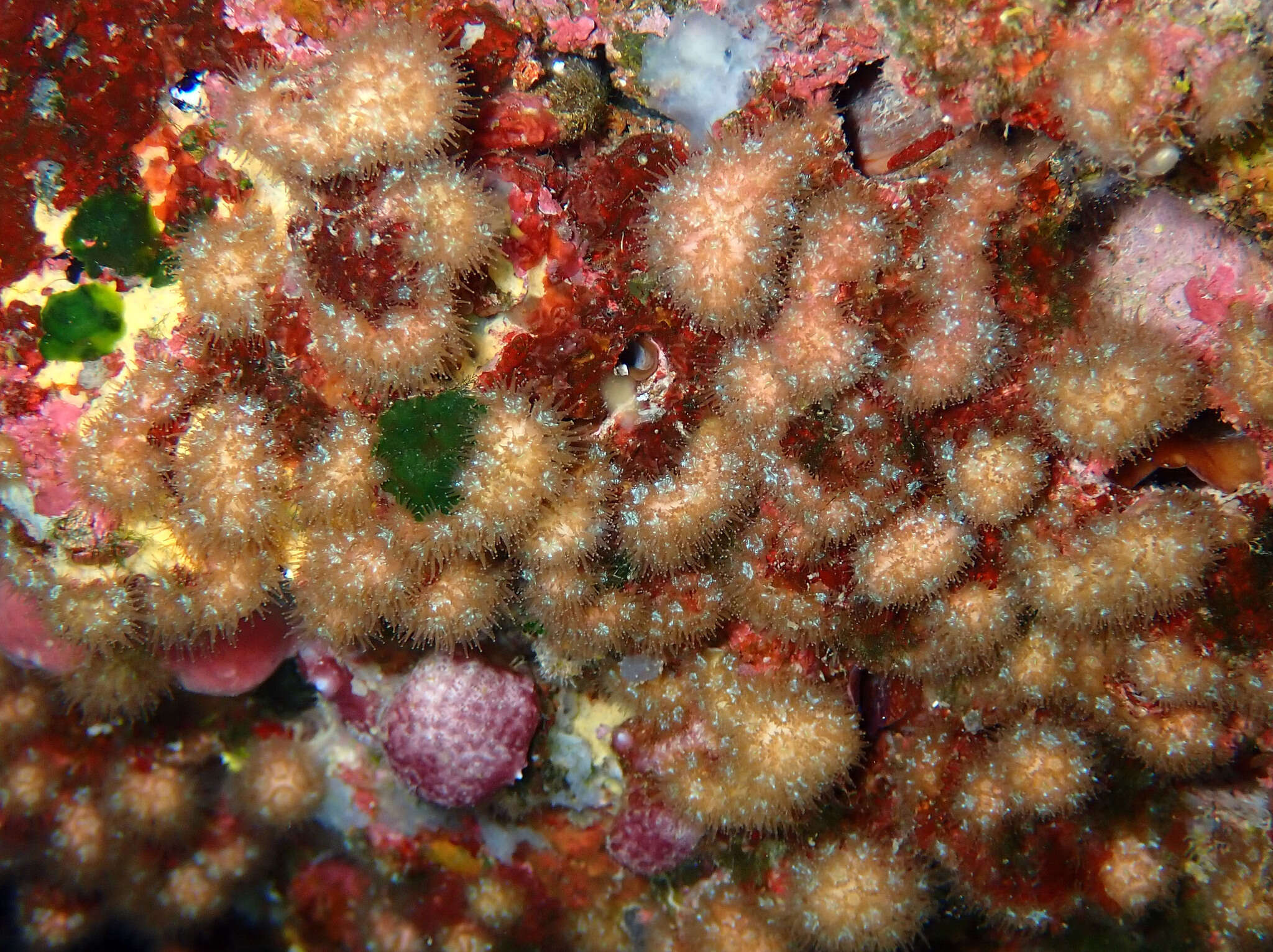 Image of Coral estrella