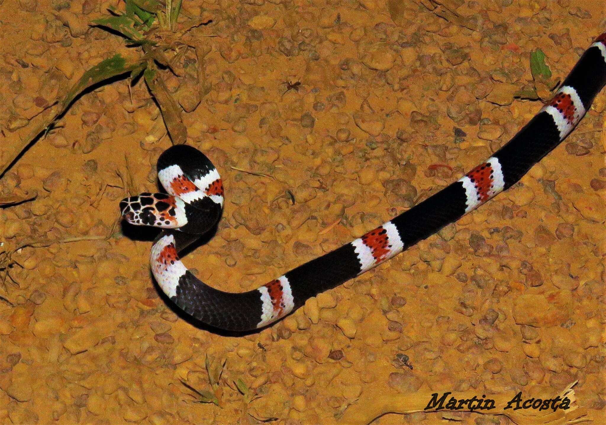 Image of Amazon Banded Snake