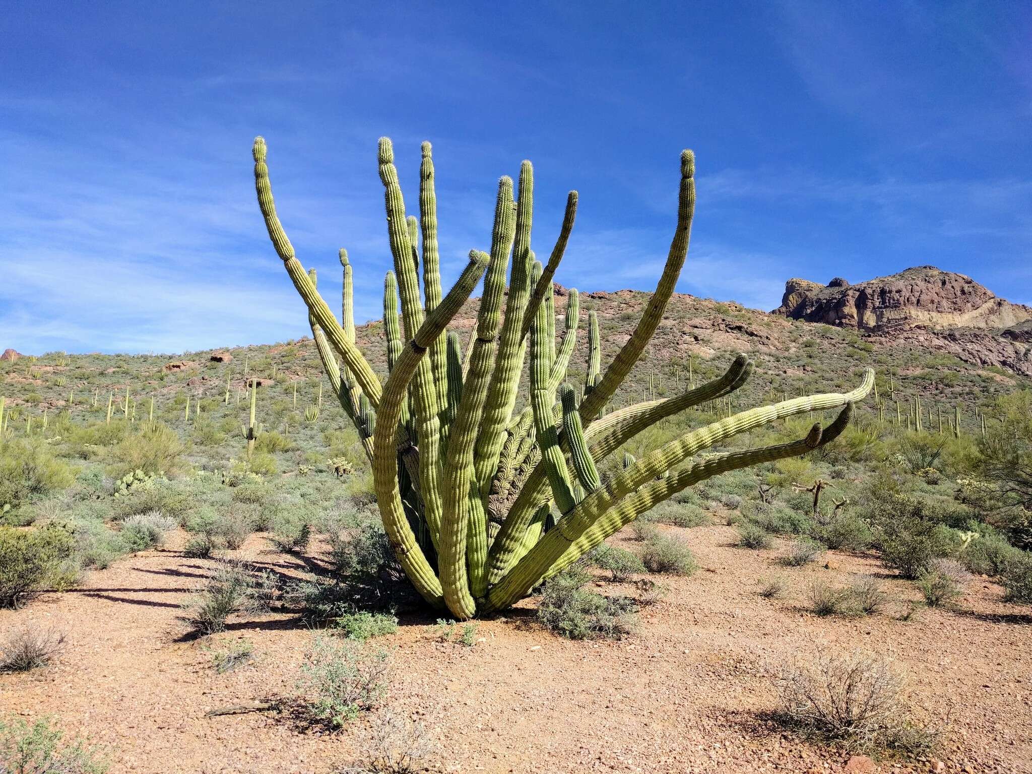 Stenocereus thurberi subsp. thurberi的圖片