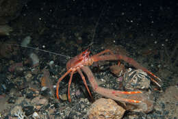 Image of rugose squat lobster