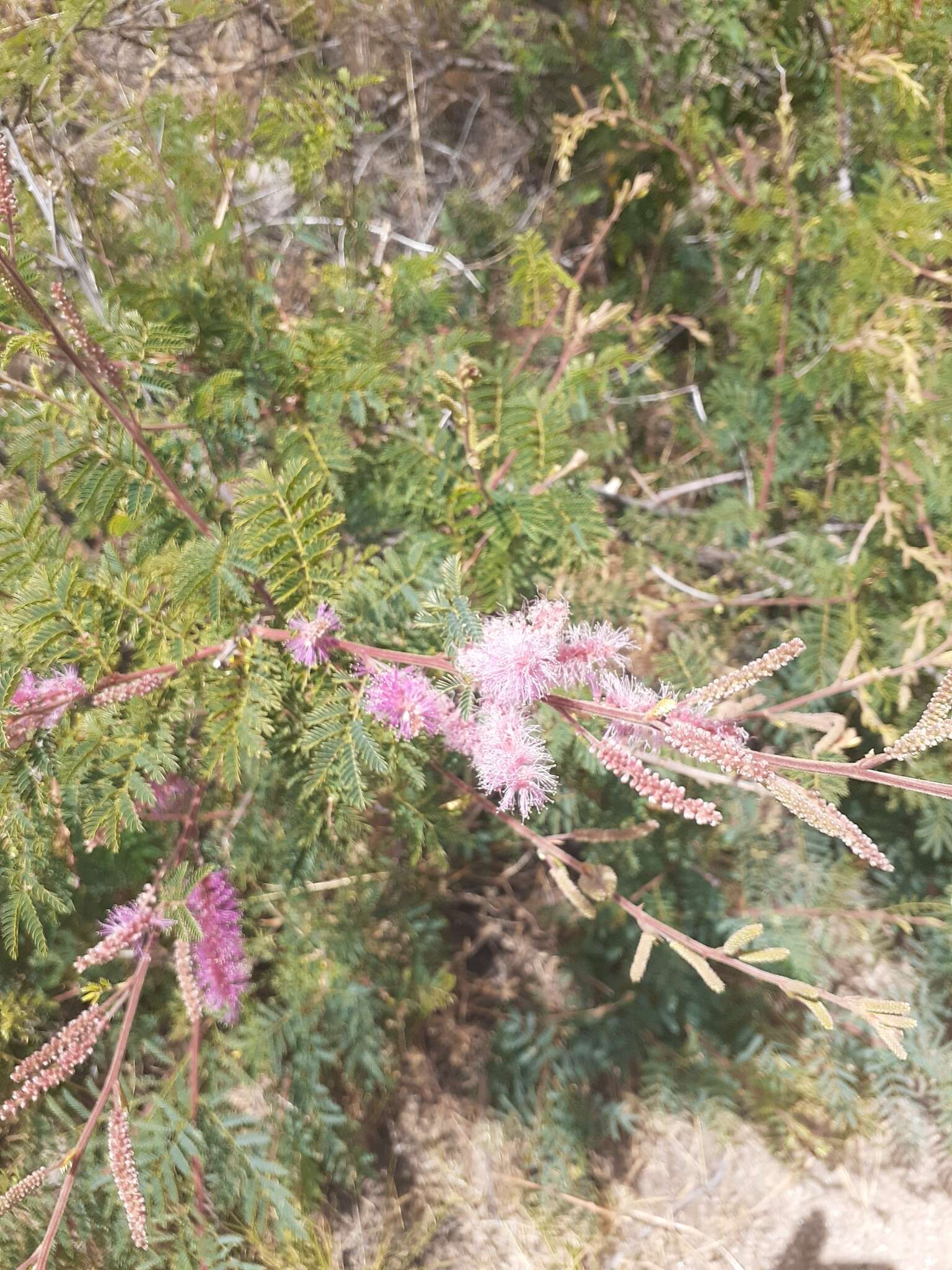 Image of velvetpod mimosa