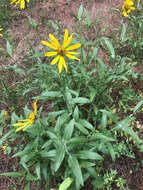 Image of oneflower helianthella