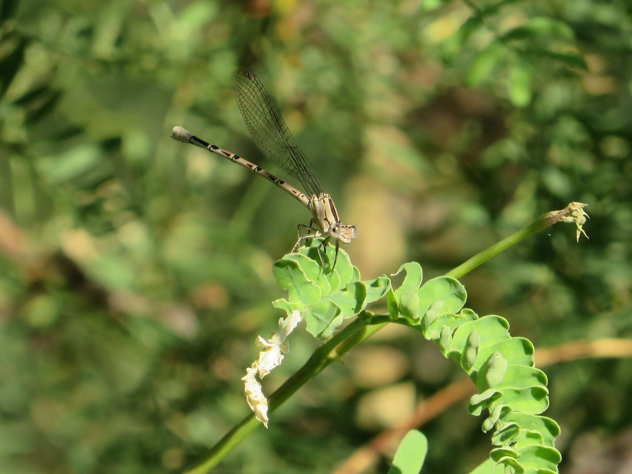 Image of Blue-ringed Dancer