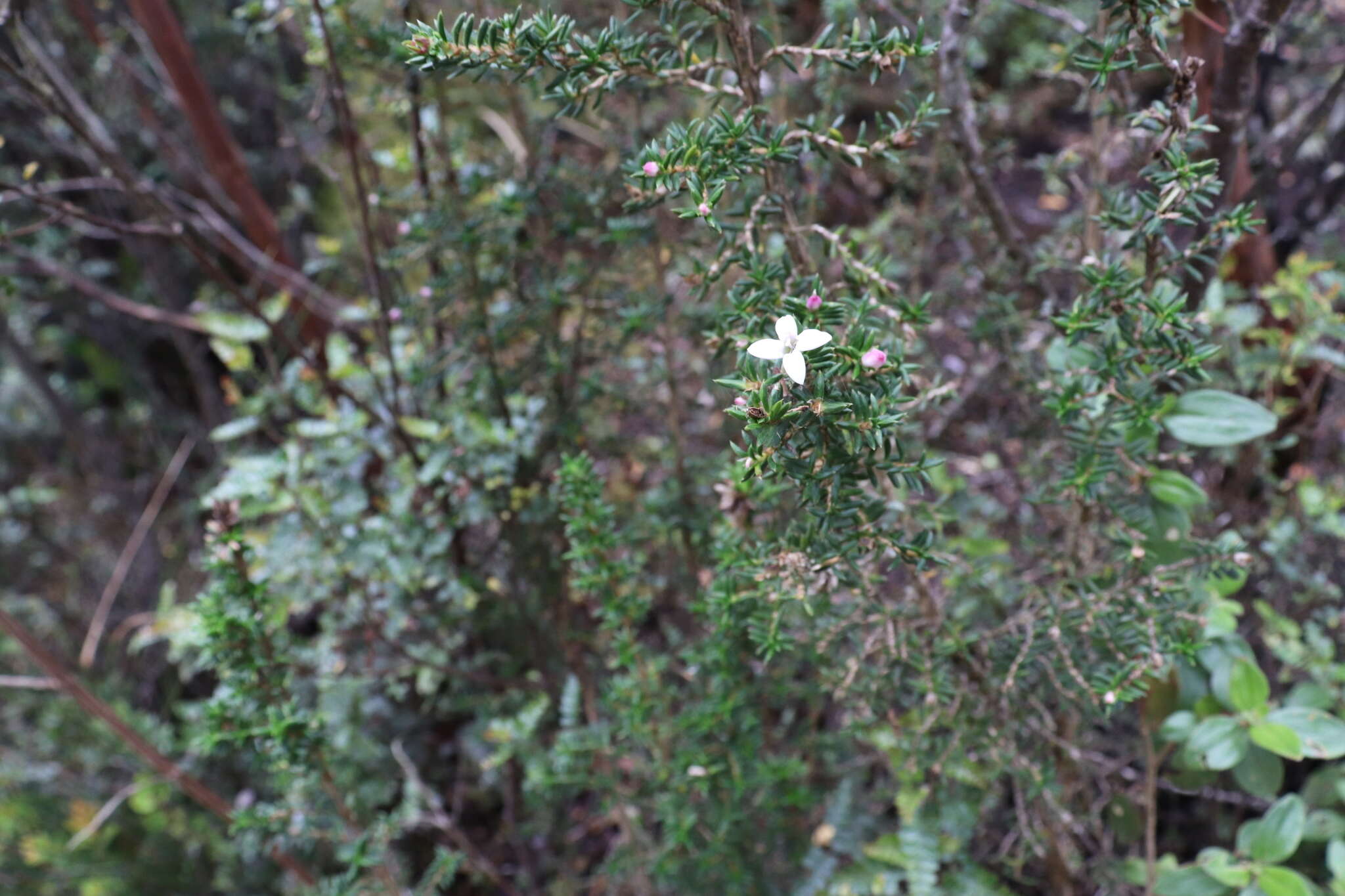 Image of Arcytophyllum nitidum (Kunth) Schltdl.