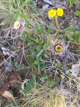 Image of Erigeron uniflorus subsp. uniflorus