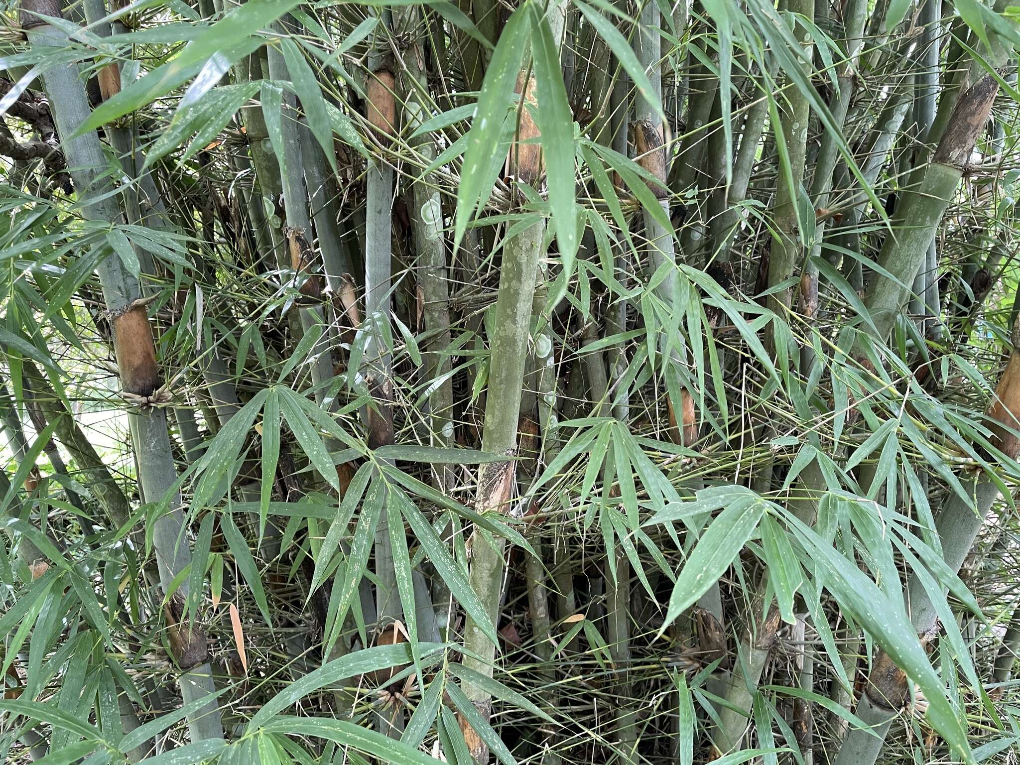 Image of Tropical Blue Bamboo