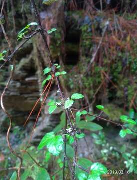 Image of Viburnum parvifolium Hayata