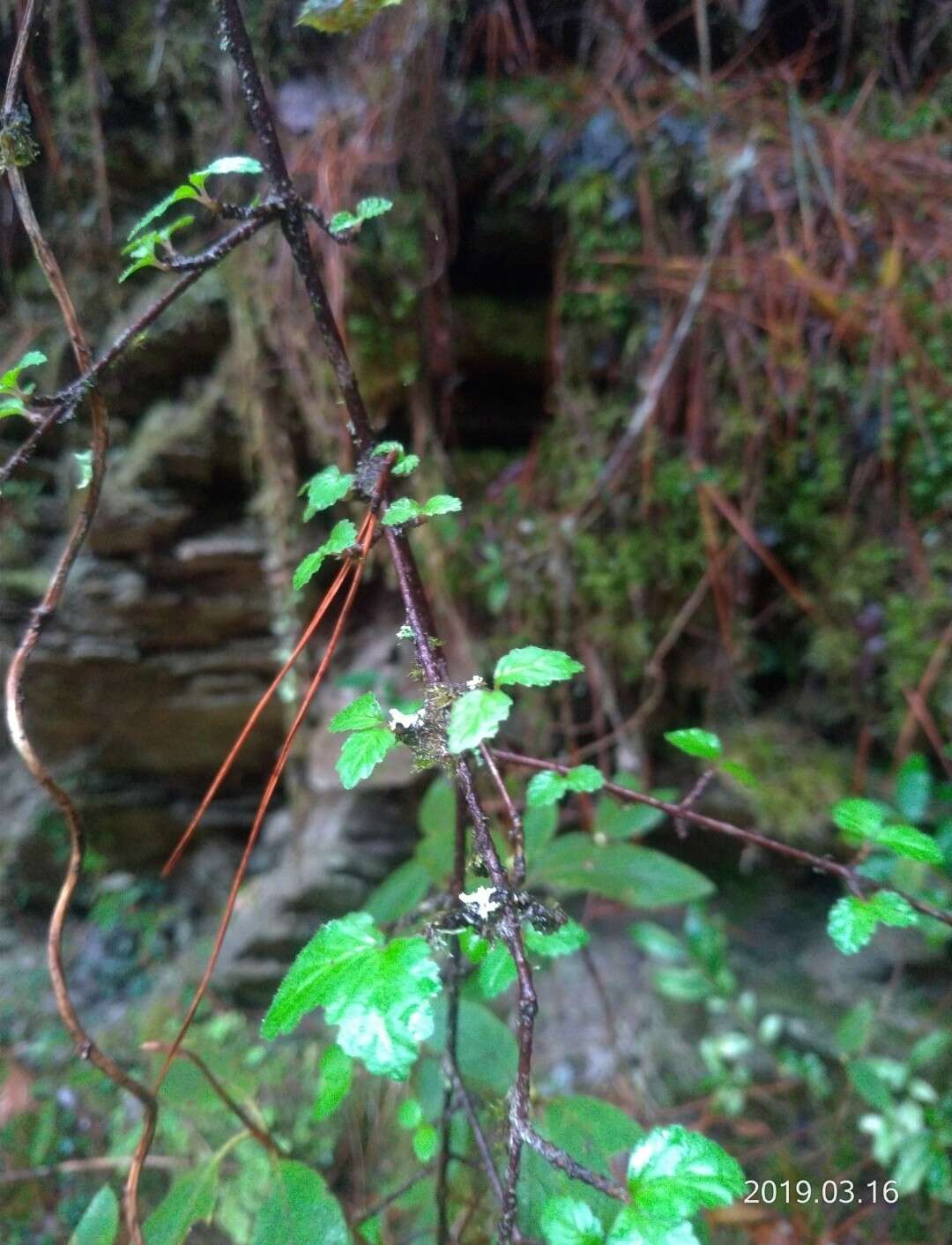 Image de Viburnum parvifolium Hayata