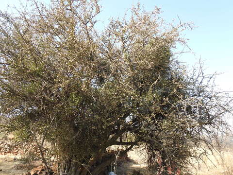 Image of Ehretia rigida subsp. nervifolia Retief & A. E. van Wyk