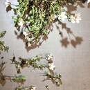 Image of Arenaria ciliata subsp. ciliata