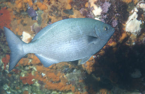 Image of Bermuda chub