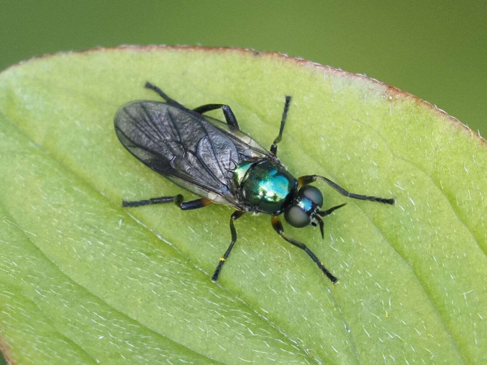 Image of Actina chalybea Meigen 1804