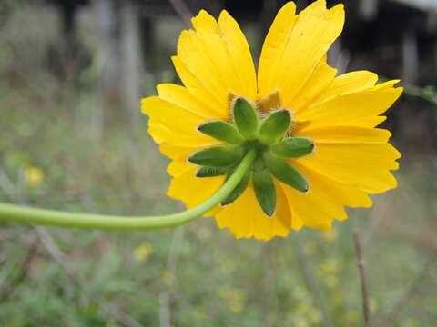 Coreopsis gladiata Walt.的圖片