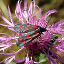 Image of Zygaena dorycnii Ochsenheimer 1808