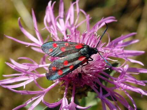 Image of Zygaena dorycnii Ochsenheimer 1808