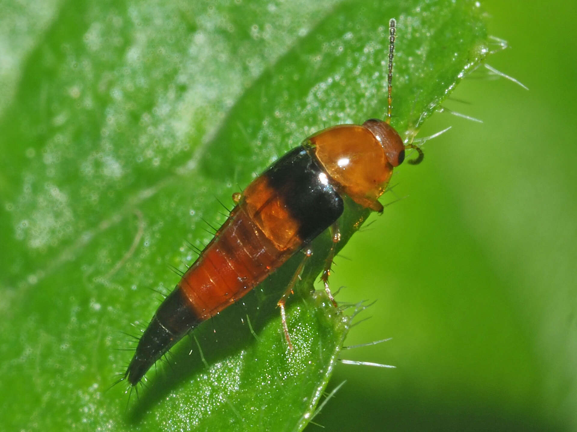 Plancia ëd Tachyporus obtusus (Linnaeus 1767)