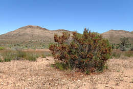 Image de Dodonaea lobulata F. Müll.