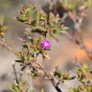 Image of Delosperma versicolor L. Bol.