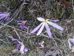 Image de Colchicum montanum L.