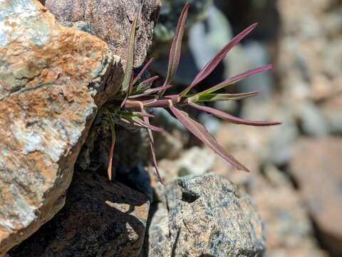 Image of scratchgrass