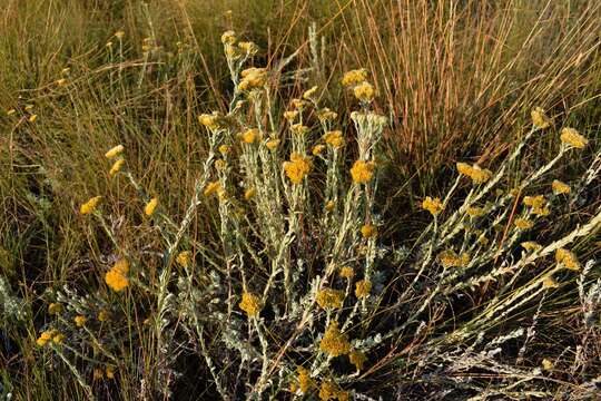 Image of Helichrysum callicomum Harv.