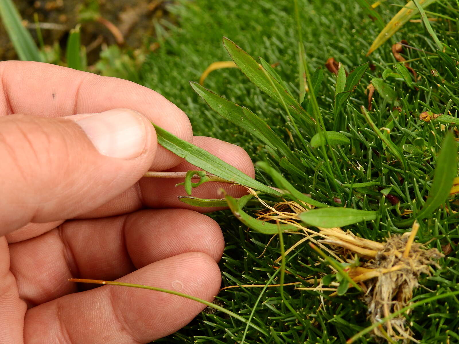 Image of Symphyotrichum glabrifolium (DC.) G. L. Nesom