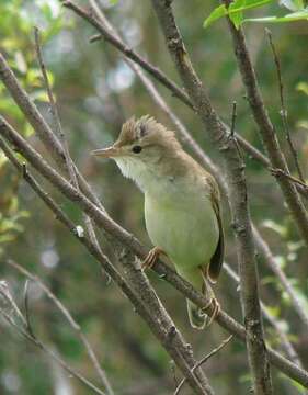 Image of Marsh Warbler